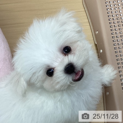 マルチーズの写真