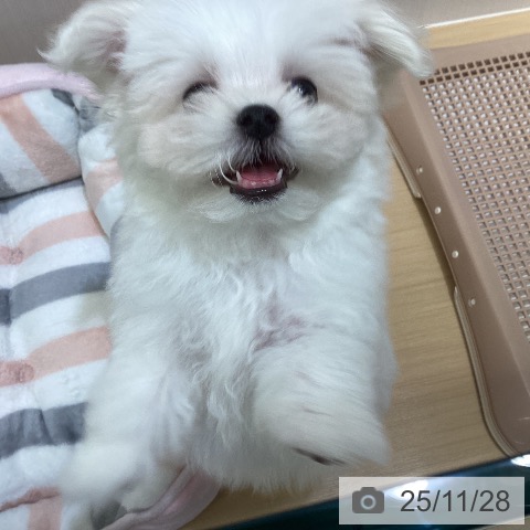 マルチーズの写真