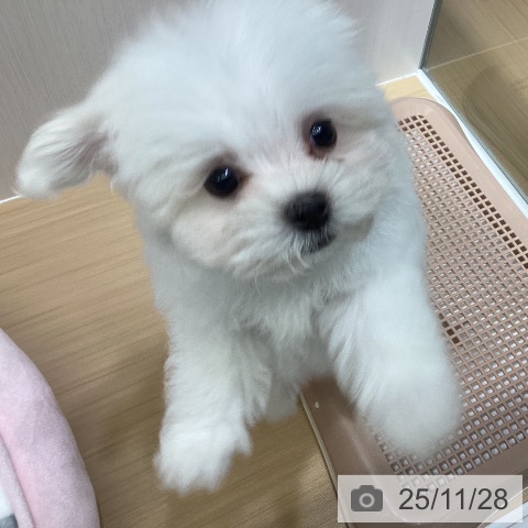 マルチーズの写真