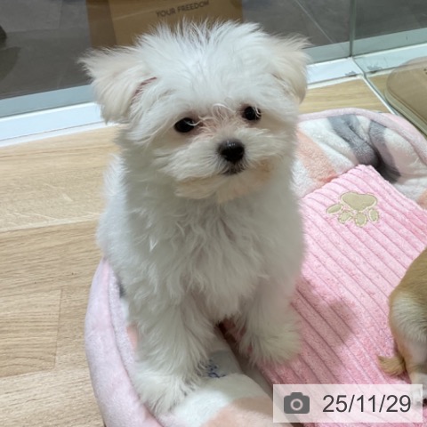 マルチーズの写真