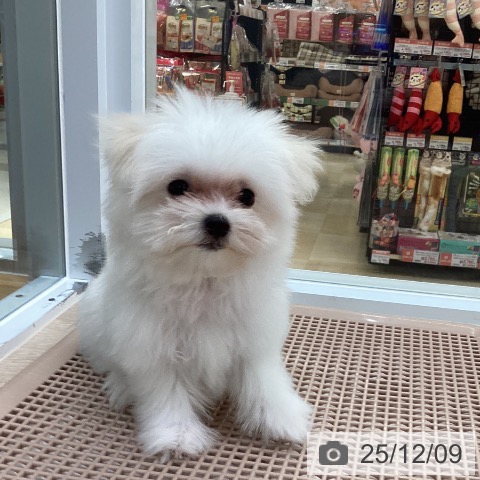 愛知県のマルチーズ (ペットプラス 豊田店/2025年9月16日生まれ/女の子/ホワイト)の子犬の3枚目の画像