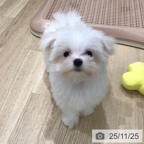 マルチーズの写真