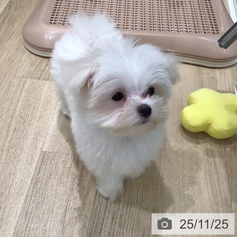 マルチーズの写真
