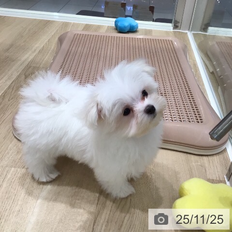 マルチーズの写真