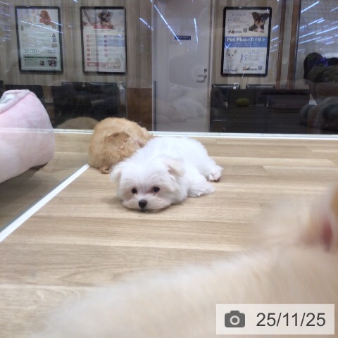 マルチーズの写真