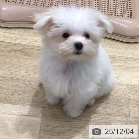 岐阜県のマルチーズ (ペットプラス 各務原店/2025年9月16日生まれ/女の子/ホワイト)の子犬の4枚目の画像