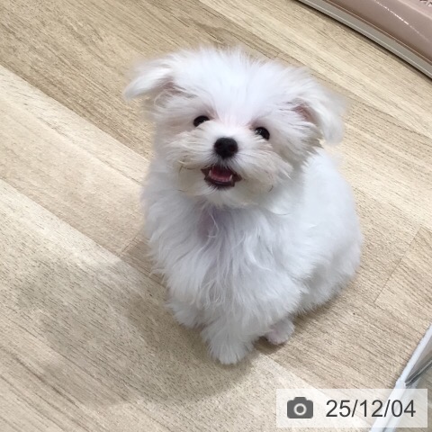 岐阜県のマルチーズ (ペットプラス 各務原店/2025年9月16日生まれ/女の子/ホワイト)の子犬の3枚目の画像