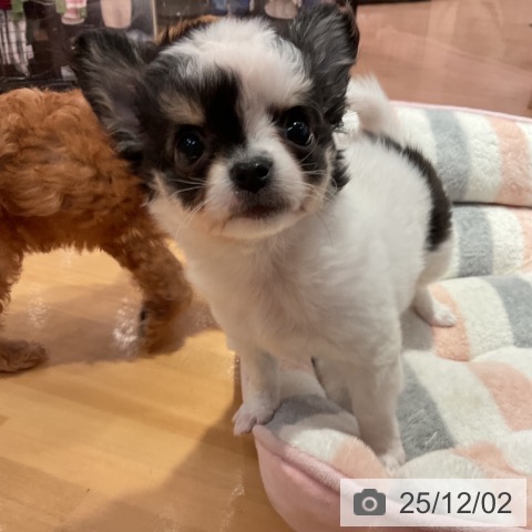 愛知県のチワワ(ロング) (ペットプラス 名古屋茶屋店/2025年9月24日生まれ/女の子/ホワイトブラックタン)の子犬の4枚目の画像