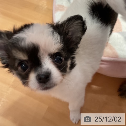 愛知県のチワワ(ロング) (ペットプラス 名古屋茶屋店/2025年9月24日生まれ/女の子/ホワイトブラックタン)の子犬の3枚目の画像