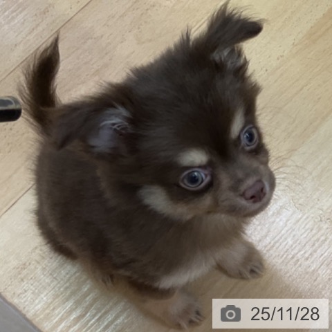 三重県のチワワ(ロング) (ペットプラス 津南店/2025年9月24日生まれ/男の子/チョコレートクリーム)の子犬の4枚目の画像