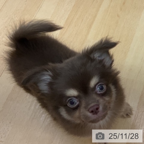 三重県のチワワ(ロング) (ペットプラス 津南店/2025年9月24日生まれ/男の子/チョコレートクリーム)の子犬の3枚目の画像