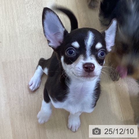 愛知県のチワワ(ロング) (ペットプラス 三好店/2025年9月24日生まれ/男の子/チョコレートクリームホワイト)の子犬の4枚目の画像