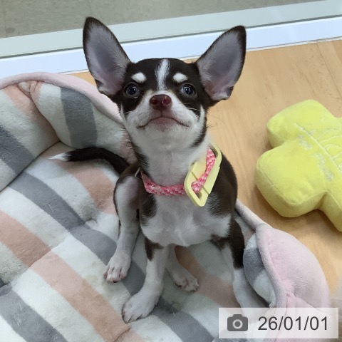 愛知県のチワワ(ロング) (ペットプラス 三好店/2025年9月24日生まれ/男の子/チョコレートクリームホワイト)の子犬の4枚目の画像