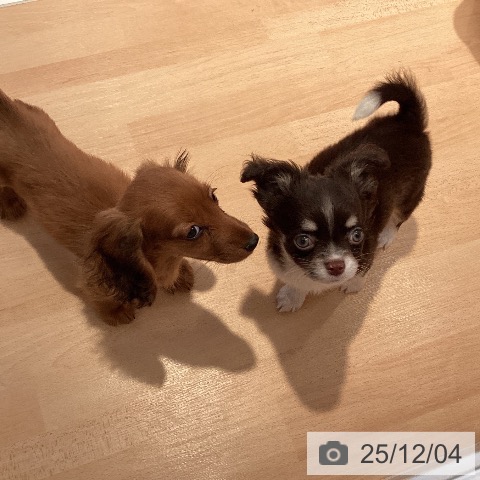 三重県のチワワ(ロング) (ペットプラス 東員店/2025年9月24日生まれ/男の子/チョコレートクリームホワイト)の子犬の4枚目の画像