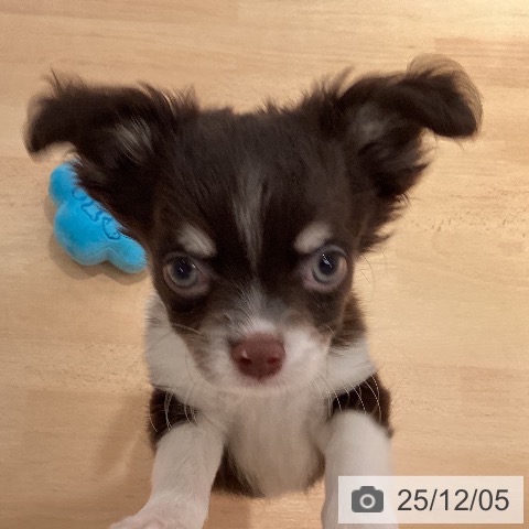 三重県のチワワ(ロング) (ペットプラス 東員店/2025年9月24日生まれ/男の子/チョコレートクリームホワイト)の子犬の3枚目の画像