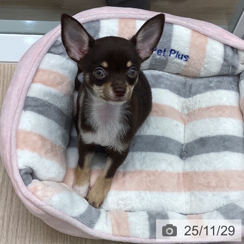 石川県のチワワ(ロング) (ペットプラス 白山店/2025年9月24日生まれ/女の子/チョコレートクリームホワイト)の子犬の4枚目の画像