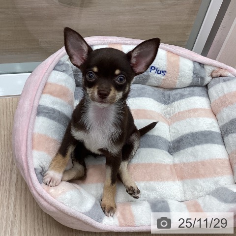 石川県のチワワ(ロング) (ペットプラス 白山店/2025年9月24日生まれ/女の子/チョコレートクリームホワイト)の子犬の3枚目の画像