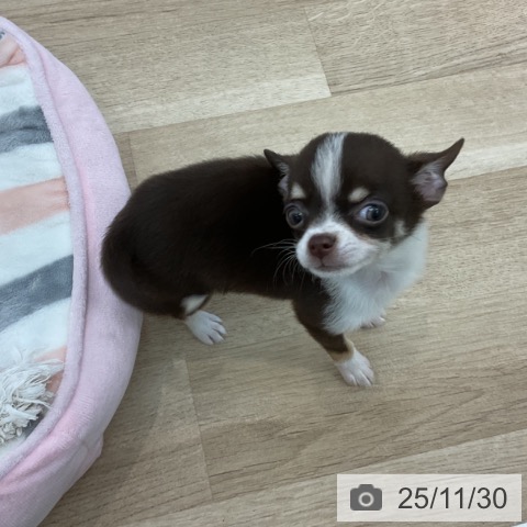 愛知県のチワワ(ロング) (ペットプラス みなと店/2025年9月24日生まれ/女の子/チョコレートクリームホワイト)の子犬の4枚目の画像