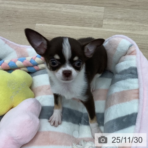 愛知県のチワワ(ロング) (ペットプラス みなと店/2025年9月24日生まれ/女の子/チョコレートクリームホワイト)の子犬の3枚目の画像