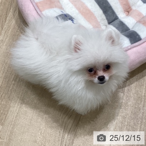 岩手県のポメラニアン (ペットプラス 盛岡南店/2025年9月24日生まれ/男の子/クリーム)の子犬の4枚目の画像