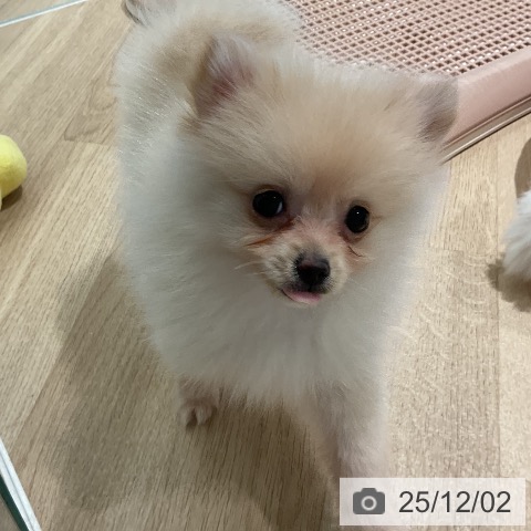 三重県のポメラニアン (ペットプラス 鈴鹿店/2025年9月24日生まれ/女の子/クリーム)の子犬の4枚目の画像