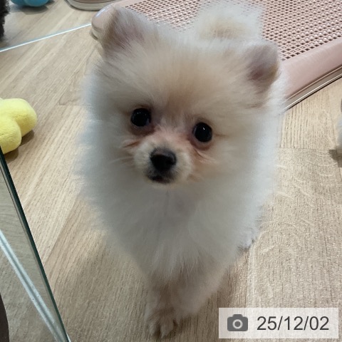 三重県のポメラニアン (ペットプラス 鈴鹿店/2025年9月24日生まれ/女の子/クリーム)の子犬の3枚目の画像
