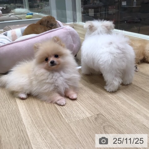 ポメラニアンの写真