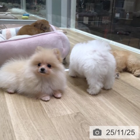 ポメラニアンの写真