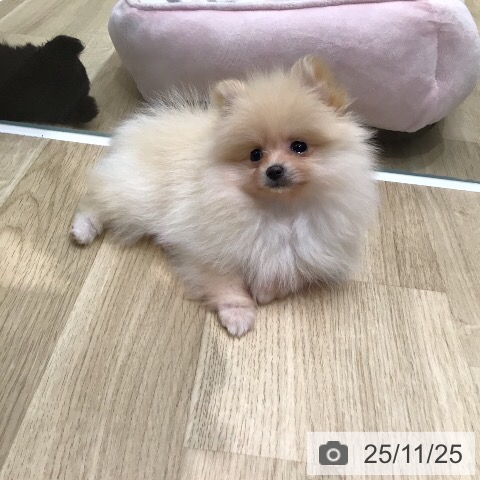 ポメラニアンの写真
