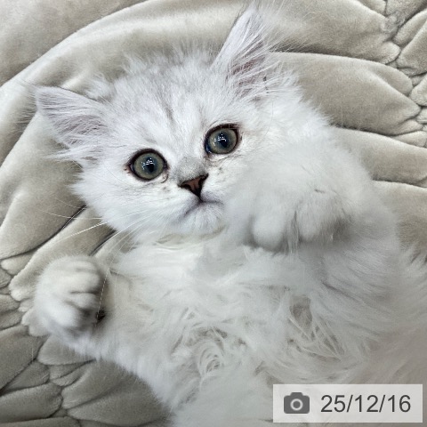 愛知県のペルシャ (ペットプラス 豊田店/2025年9月16日生まれ/男の子/チンチラシルバー)の子猫の4枚目の画像