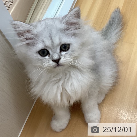愛知県のペルシャ (ペットプラス 豊田店/2025年9月16日生まれ/男の子/チンチラシルバー)の子猫の3枚目の画像