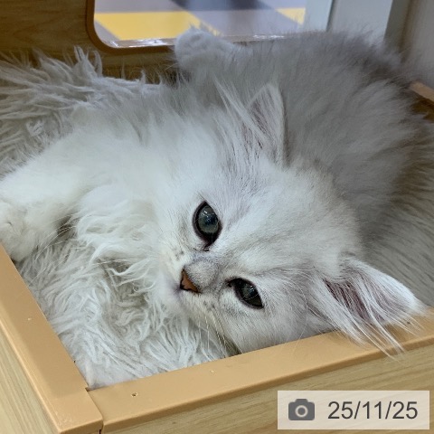 ペルシャの写真