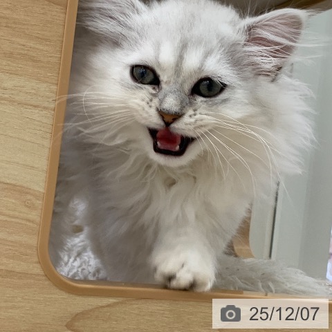 岐阜県のペルシャ (ペットプラス 光ケ丘店/2025年9月16日生まれ/男の子/チンチラシルバー)の子猫の4枚目の画像