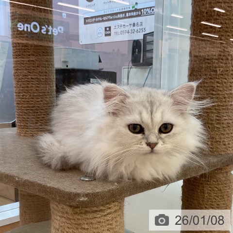 三重県のペルシャ (ペッツワン 桑名店/2025年9月16日生まれ/男の子/チンチラシルバー)の子猫の4枚目の画像