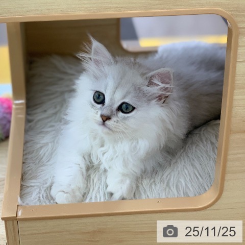 ペルシャの写真