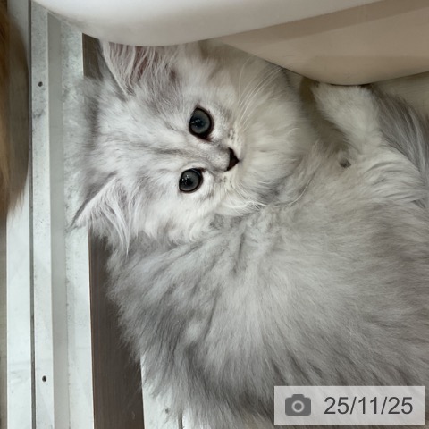 ペルシャの写真