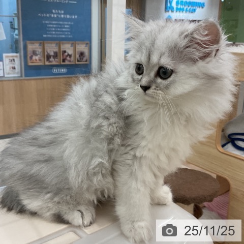 ペルシャの写真