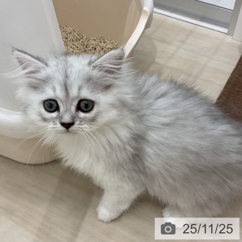 ペルシャの写真