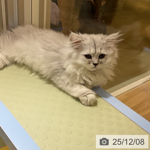 愛知県のペルシャ (ペットプラス mozoワンダーシティ店/2025年9月16日生まれ/男の子/チンチラシルバー)の子猫の3枚目の画像