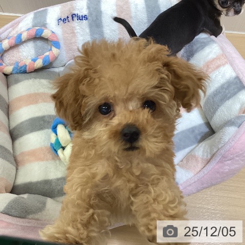 愛知県のトイプードル(トイ) (ペットプラス mozoワンダーシティ店/2025年9月23日生まれ/女の子/アプリコット)の子犬の4枚目の画像