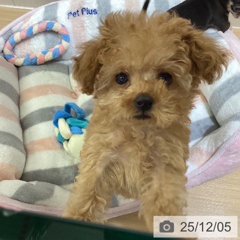 愛知県のトイプードル(トイ) (ペットプラス mozoワンダーシティ店/2025年9月23日生まれ/女の子/アプリコット)の子犬の3枚目の画像