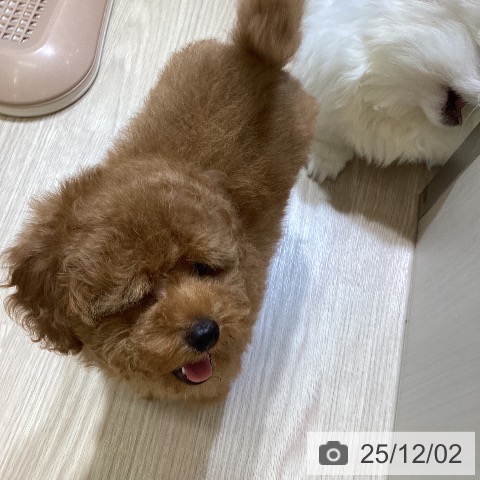 富山県のトイプードル(トイ) (ペットプラス 高岡店/2025年9月23日生まれ/女の子/レッド)の子犬の4枚目の画像