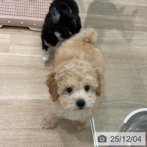 愛知県のトイプードル(トイ) (ペットプラス 熱田店/2025年9月25日生まれ/男の子/アプリコット)の子犬の4枚目の画像