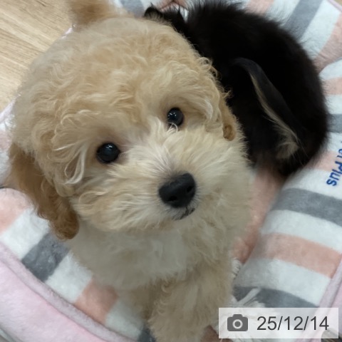 愛知県のトイプードル(トイ) (ペットプラス 熱田店/2025年9月25日生まれ/男の子/アプリコット)の子犬の3枚目の画像