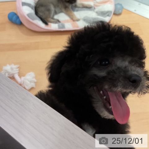 トイ・プードルの写真