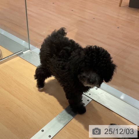 愛知県のトイプードル(トイ) (ペットプラス 名古屋茶屋店/2025年9月25日生まれ/女の子/シルバー)の子犬の4枚目の画像