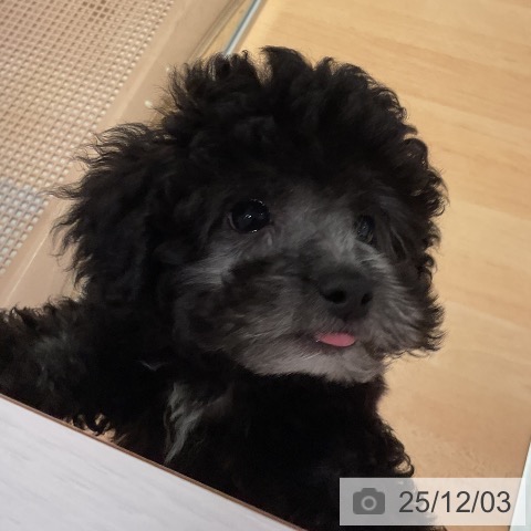 愛知県のトイプードル(トイ) (ペットプラス 名古屋茶屋店/2025年9月25日生まれ/女の子/シルバー)の子犬の3枚目の画像