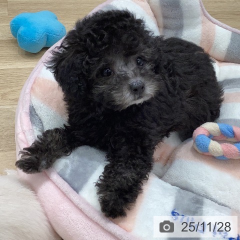 岐阜県のトイプードル(トイ) (ペットプラス 各務原店/2025年9月25日生まれ/女の子/シルバー)の子犬の4枚目の画像