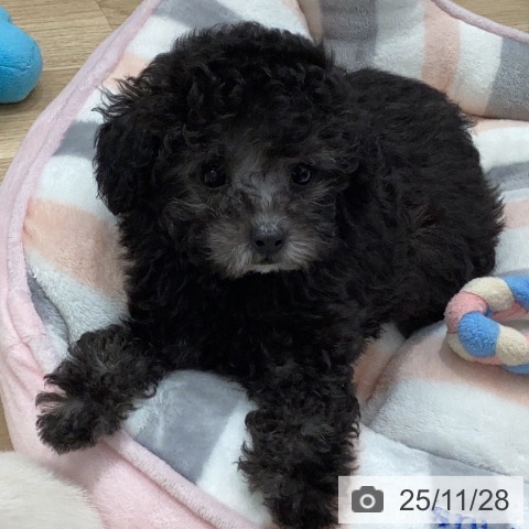 岐阜県のトイプードル(トイ) (ペットプラス 各務原店/2025年9月25日生まれ/女の子/シルバー)の子犬の3枚目の画像