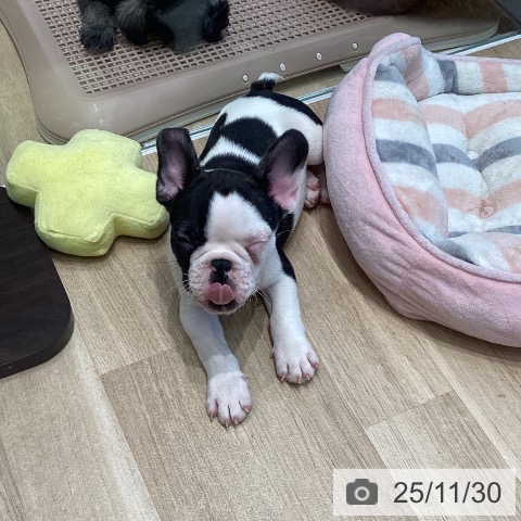 宮城県のフレンチブルドッグ (ペットプラス 仙台泉大沢店/2025年9月25日生まれ/男の子/パイド)の子犬の4枚目の画像